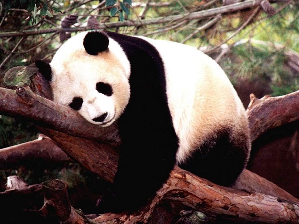 ağaca uzanmış panda