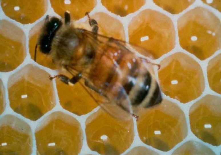 arı ve bal petegi