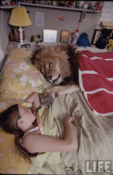aslanın dostluğu