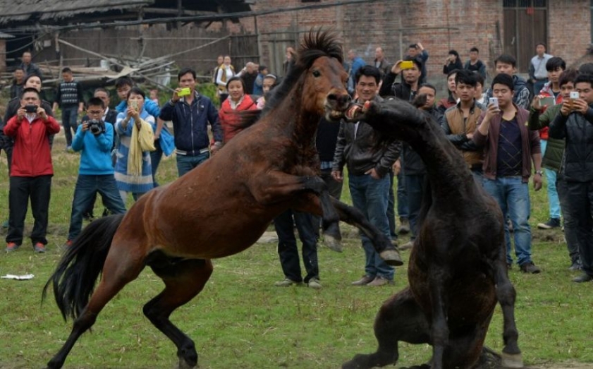 At kavgası