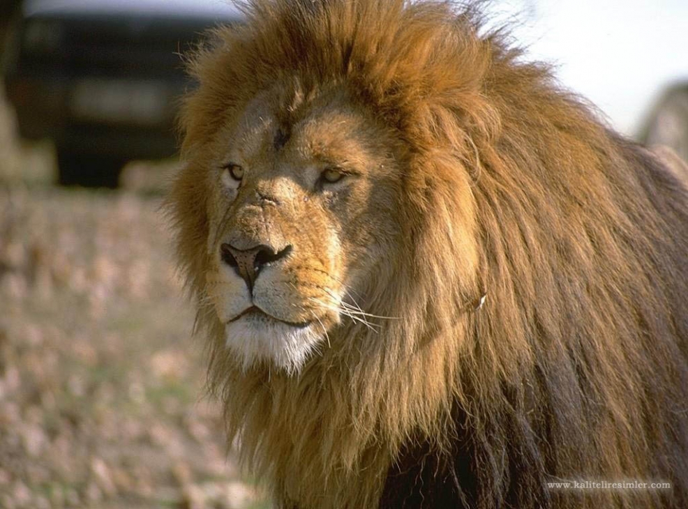 Erkek aslan