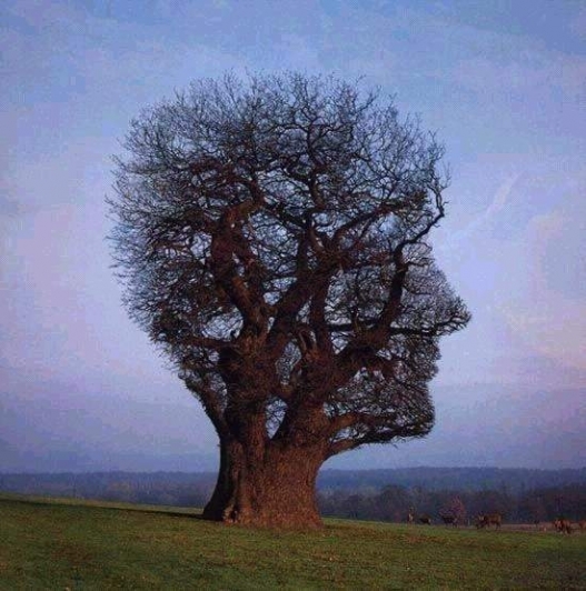 insana benzeyen ağaç
