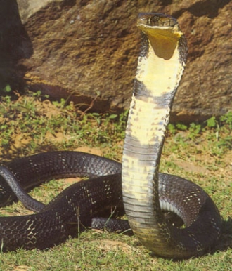 Kınk cobra 