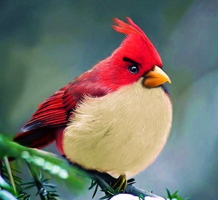 kırmızı başlı kuş