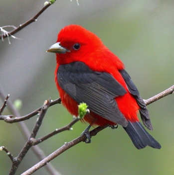 kırmızı kuş