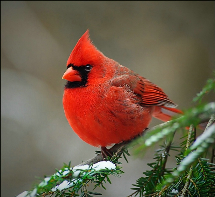 Kırmızı Renkli kuş 	Bird  