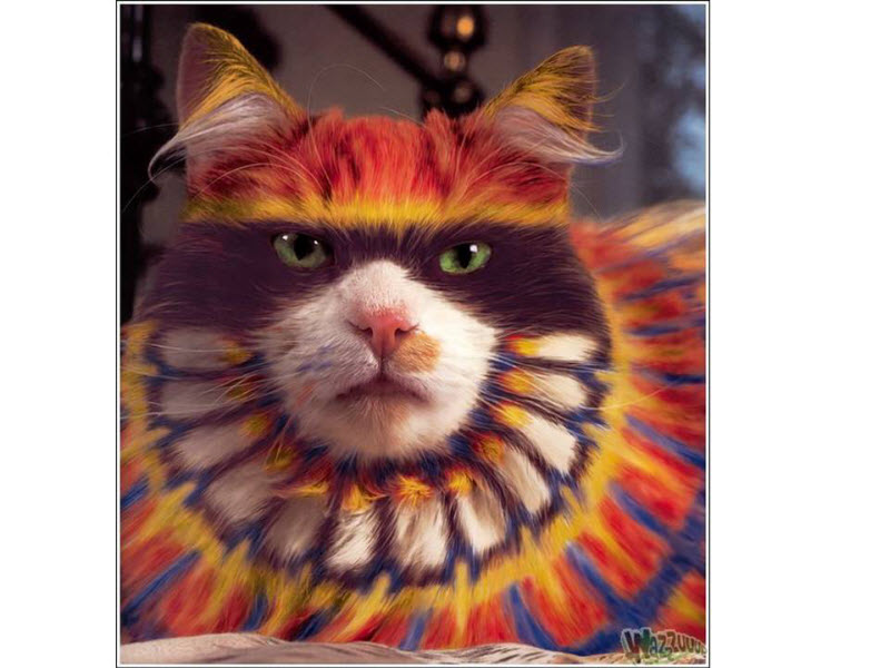 kızıldereli kedi Resimleri ve Fotoğrafları