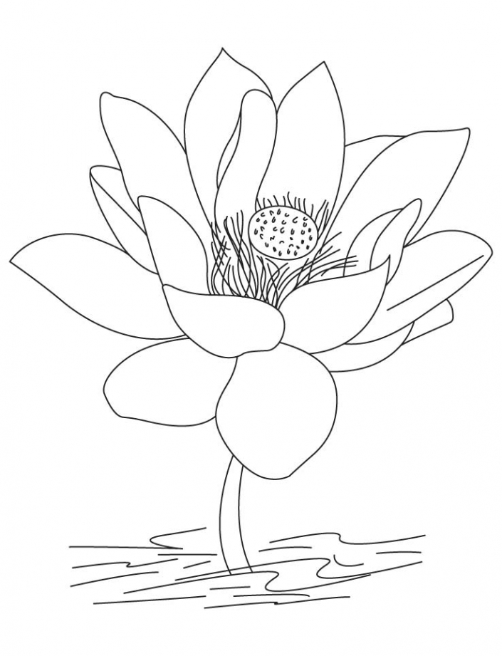 Lotus Çiceği boyama