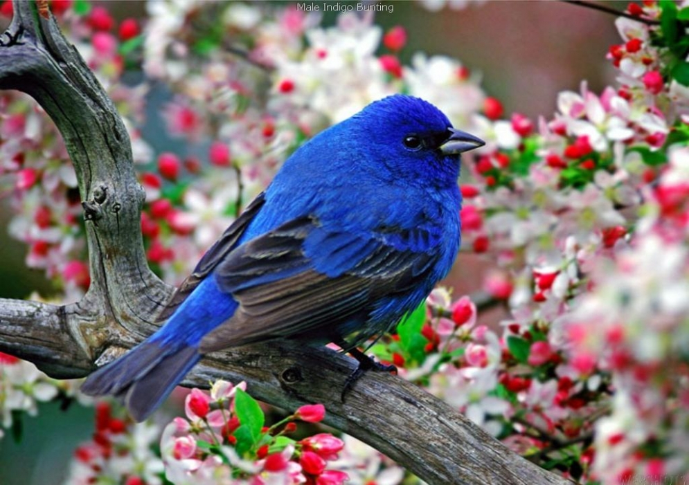 mavi kuş 