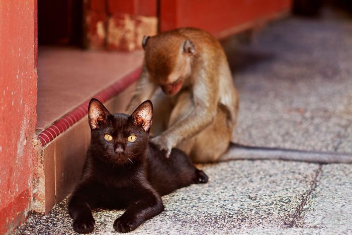 Maymun ve Kedi