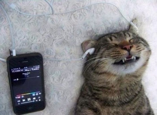 Müzik Dinliyen Kedi