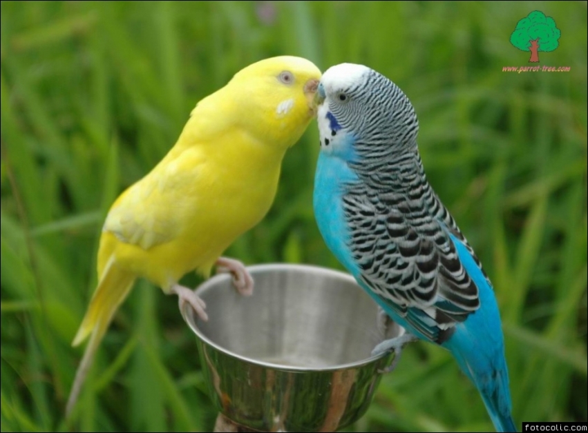 öpüşen muhabet kuşu