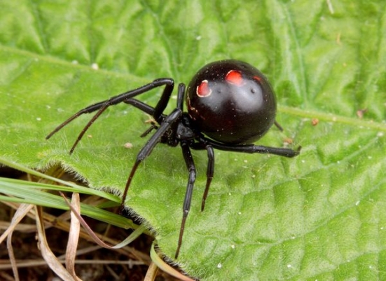 Örümcek Kara Dul