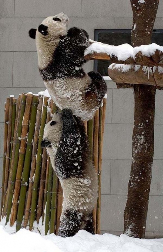 Pandaların Yardımlaşması
