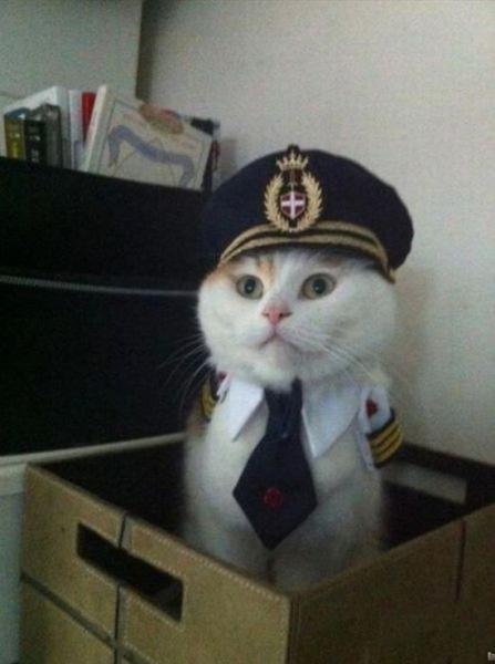 pilot kedi