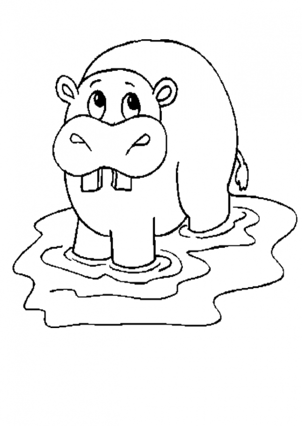 Su  Aygırı Hippopotamus