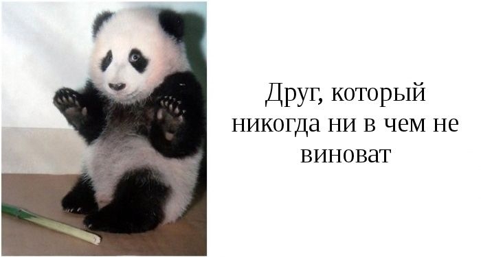 suç üstü yakalanan panda