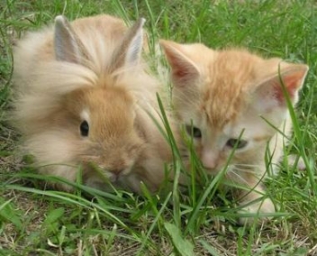 tavşan ve kedi