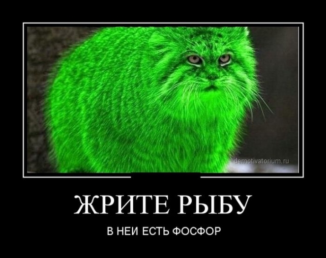 Yeşil kedi 