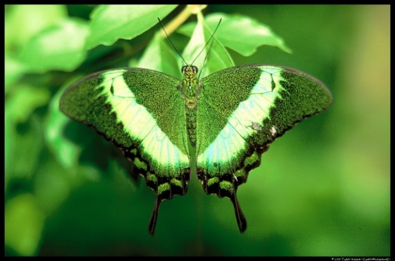 yeşil kelebek