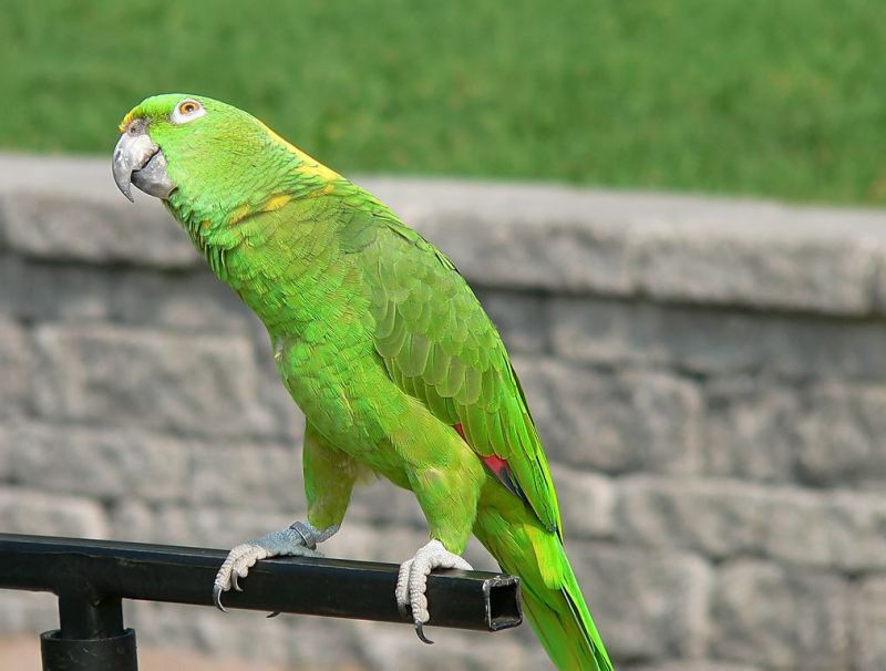 Yeşil Papağan