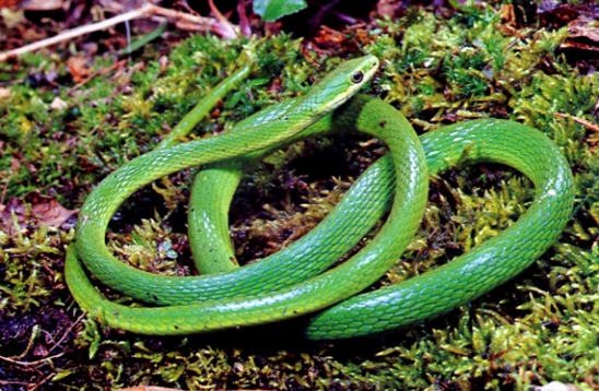 Yeşil Yılan snake