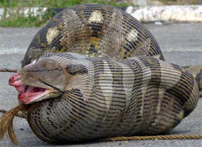 yılan anakonda