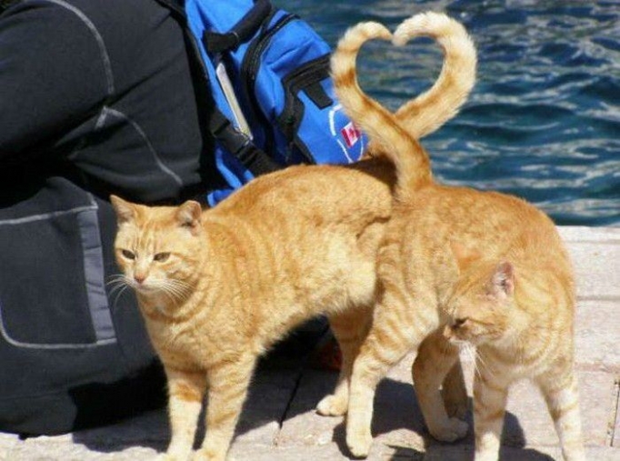 Kedilerin Romantikleri